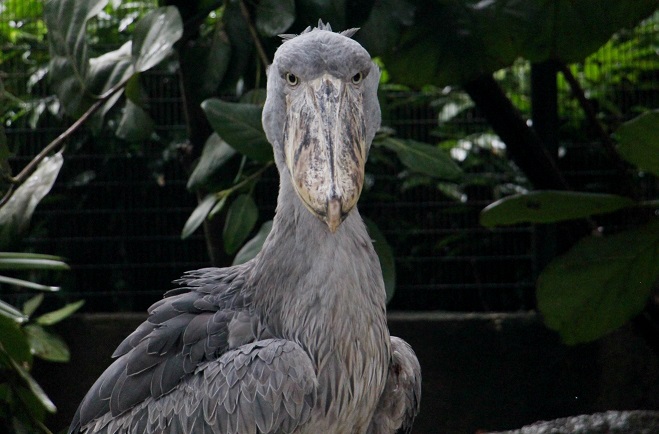 Press Room Prehistoric Looking Bird Stages A Comeback